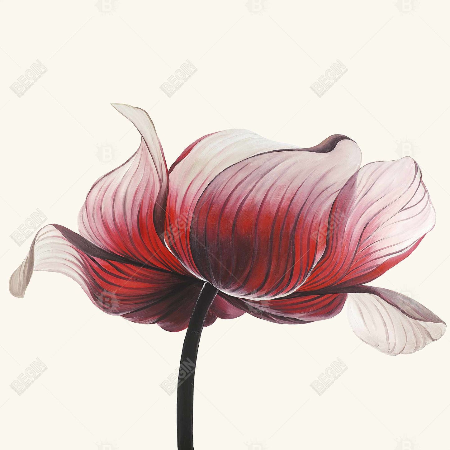 Black Floral Exotic Canvas | Anemone Flower Home Decor