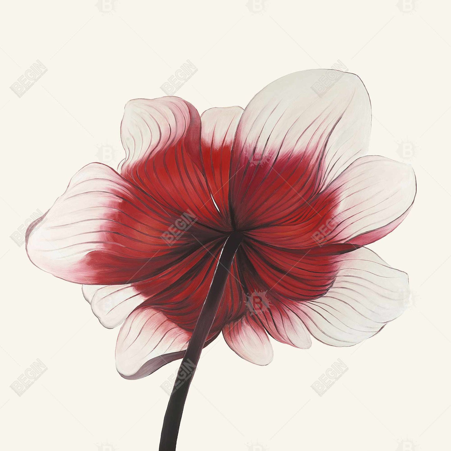 Anemone Red Flower Canvas | Black Floral Botanical Wall Art