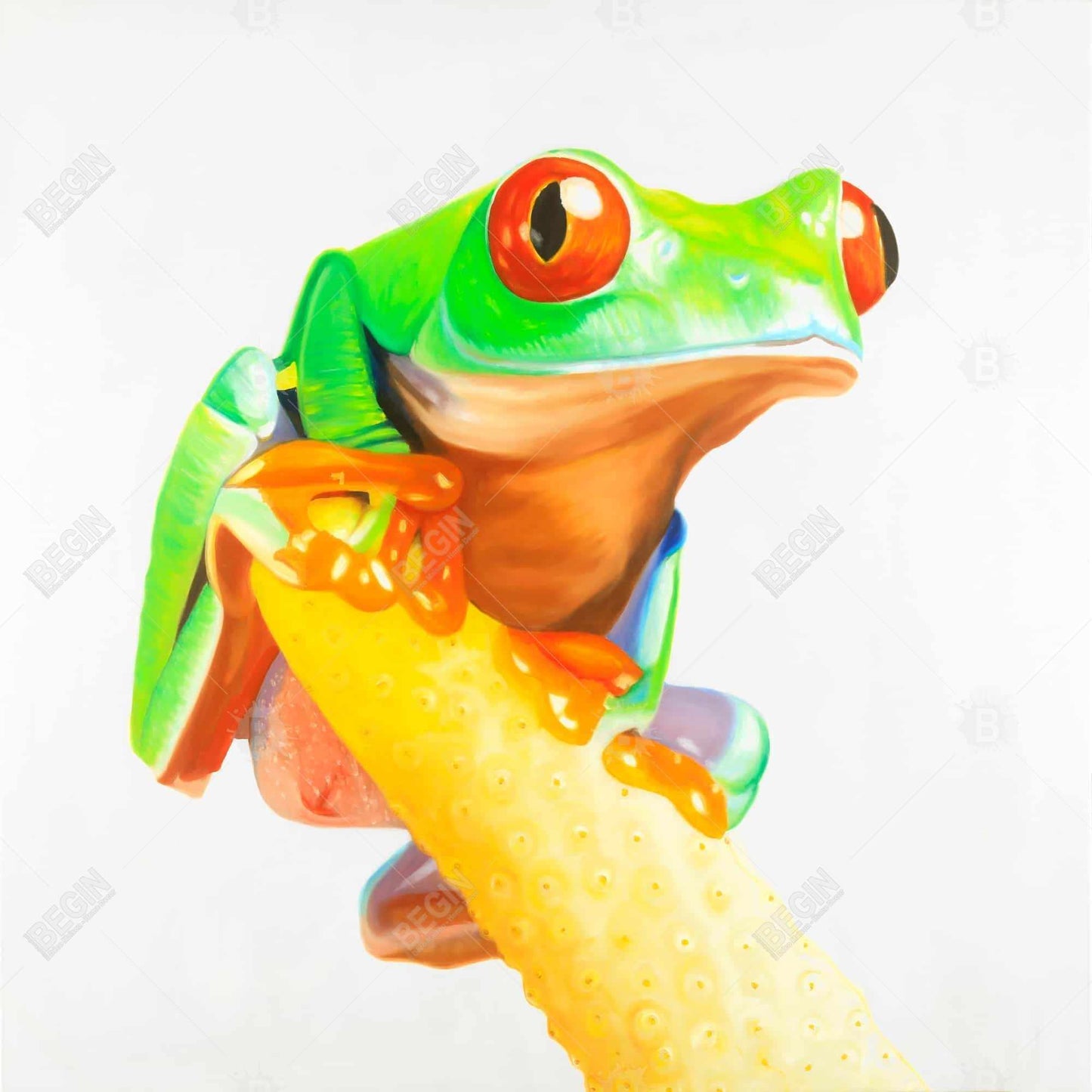 Curious Red Eyed Frog Canvas - Exotic Green Reptile Decor