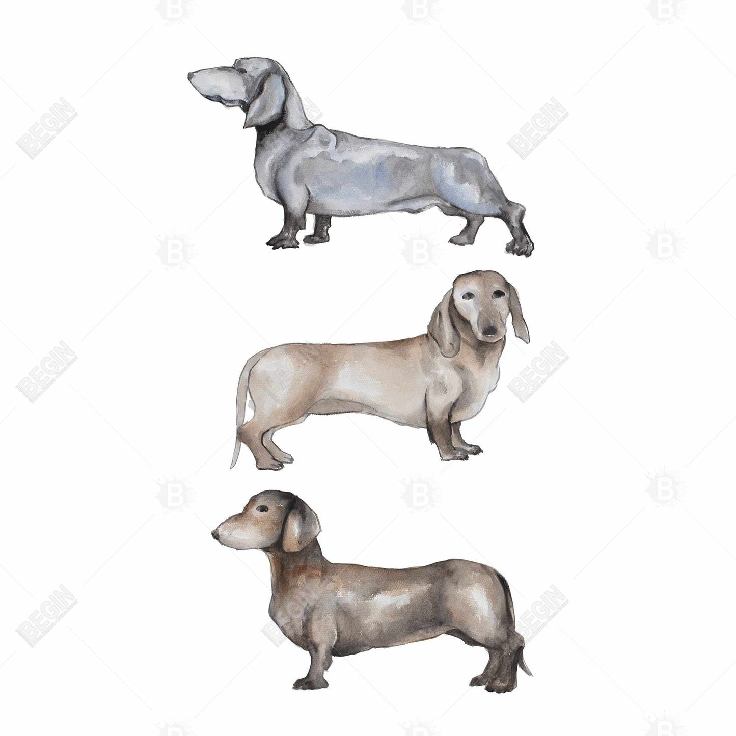 Toile représentant un petit teckel marron - Décoration d'intérieur