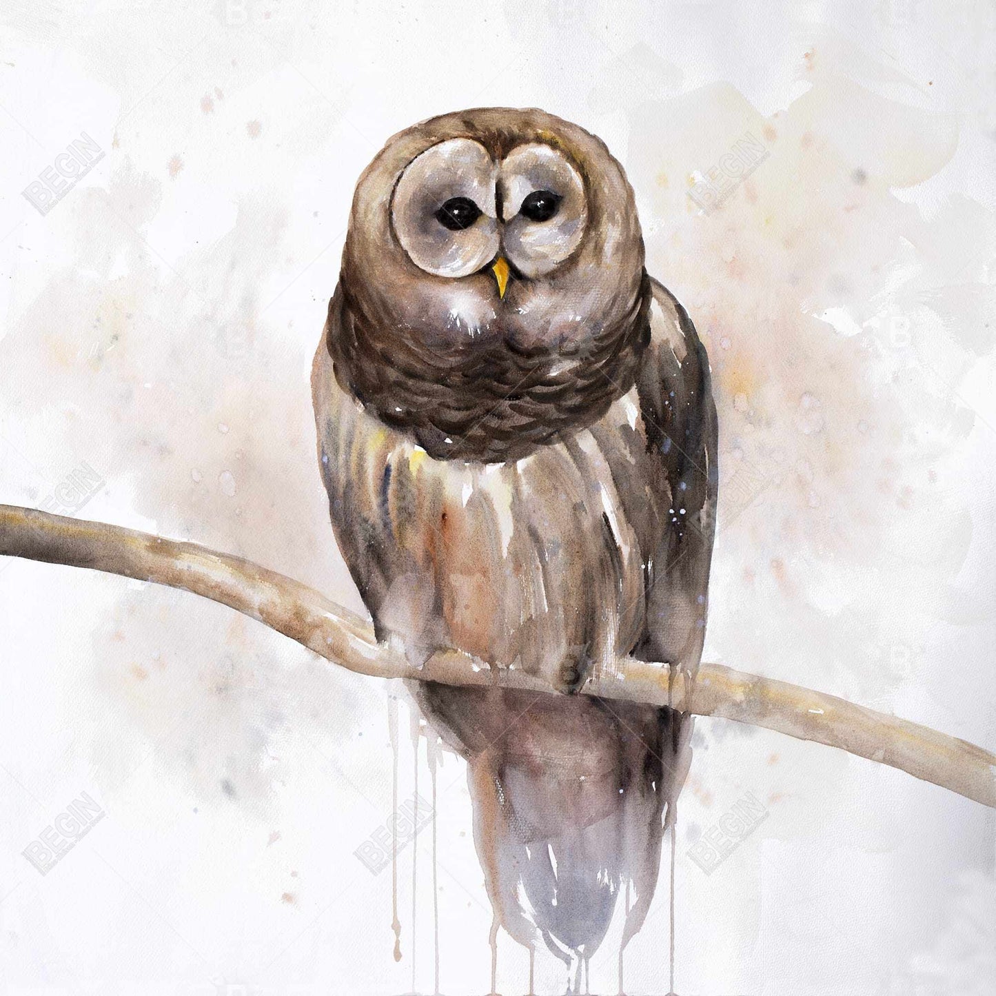 Barred Owl Rustic Canvas - Bedroom Animal Decor Wall Art