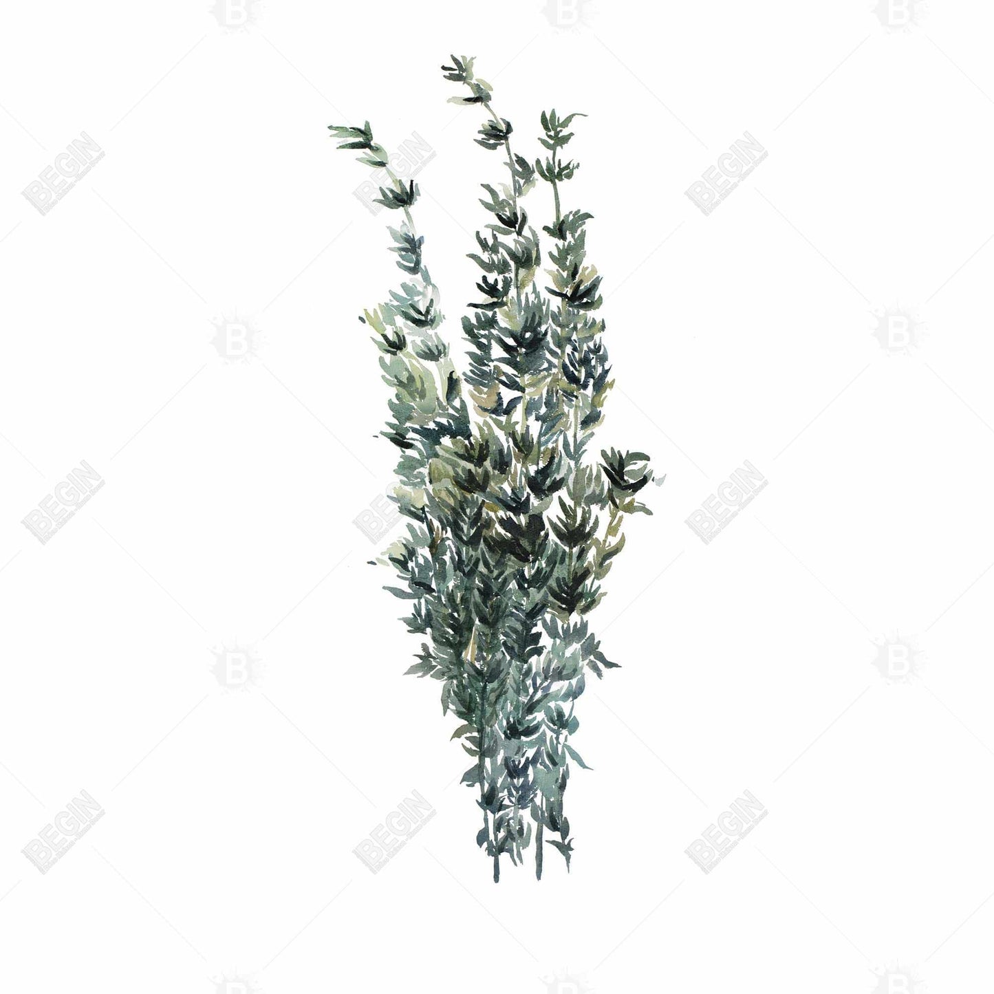 Thyme Leaves Bundle Canvas | Kitchen Decor Art Print