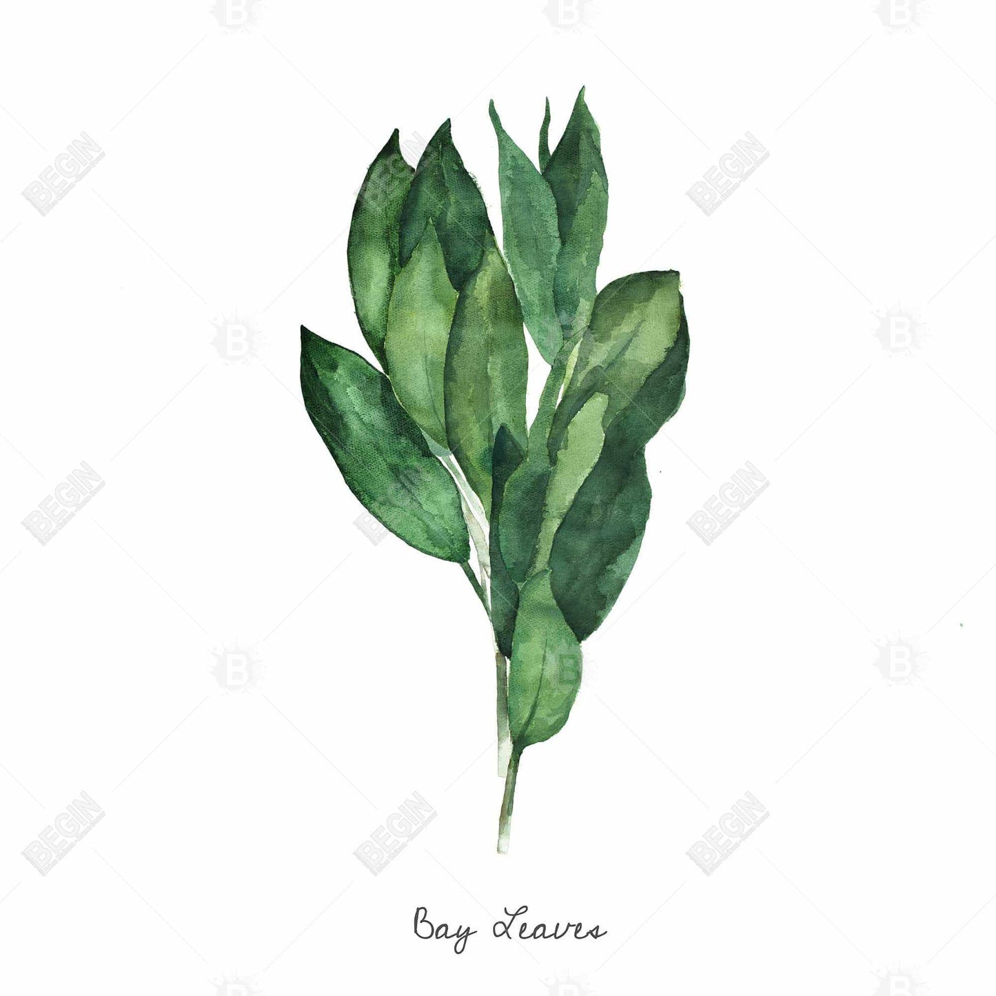 Bay Leaves Bundle Canvas | Home Decor Art Print