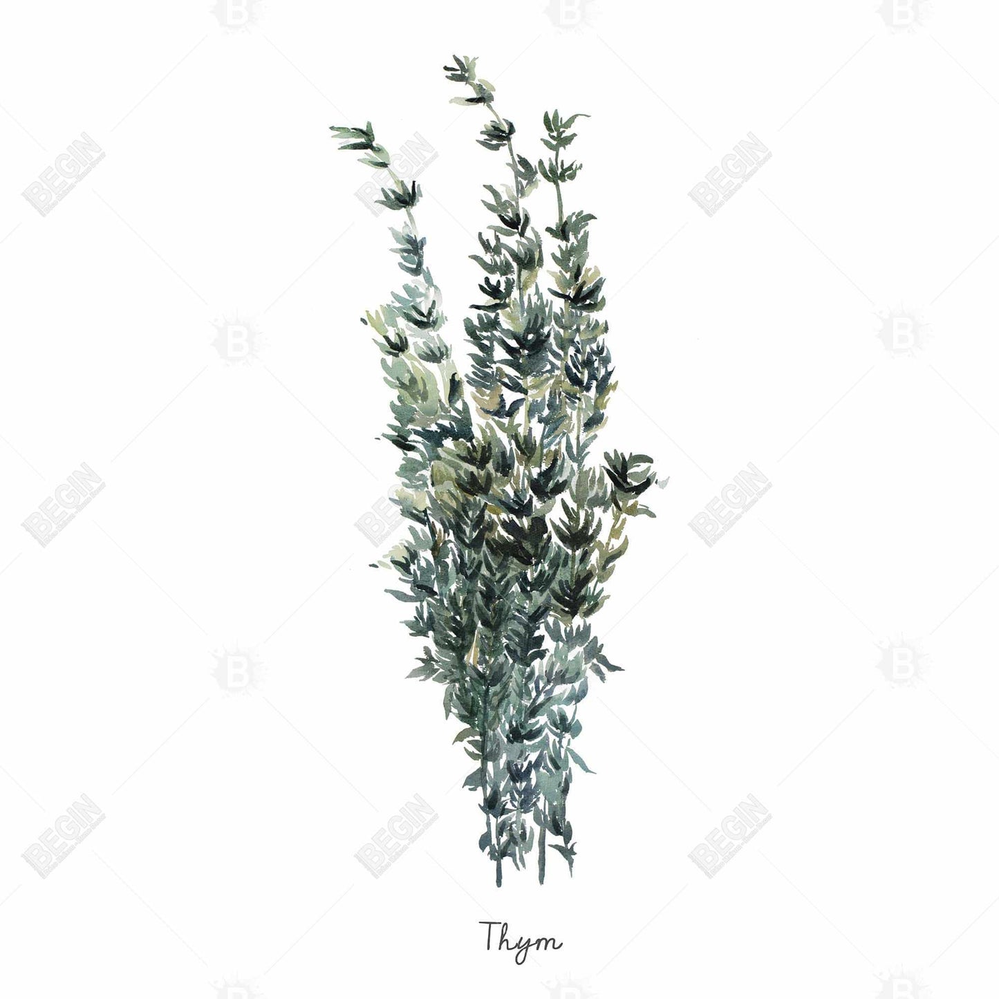 Thyme Leaves Bundle Illustrative Kitchen Canvas | Home Decor