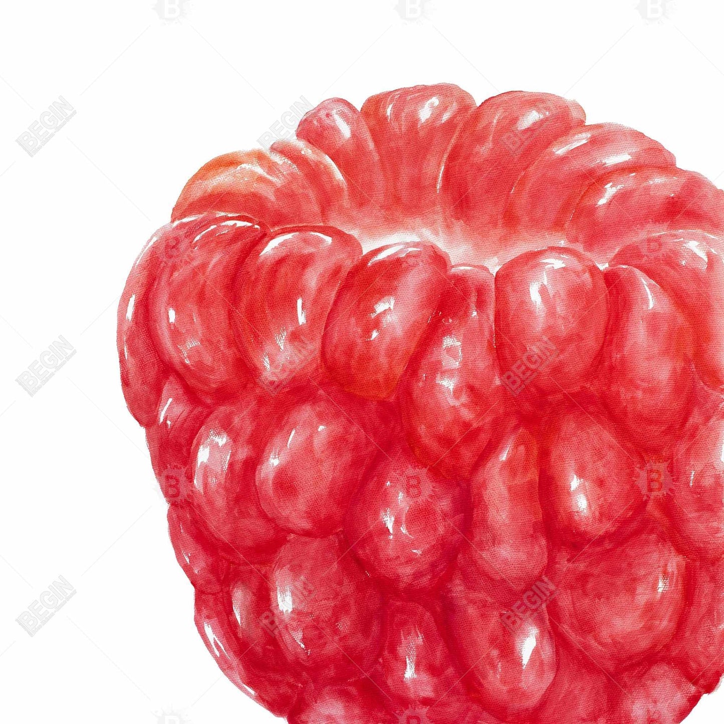 Raspberry Red Illustrative Canvas | Home Decor Gastronomy Art