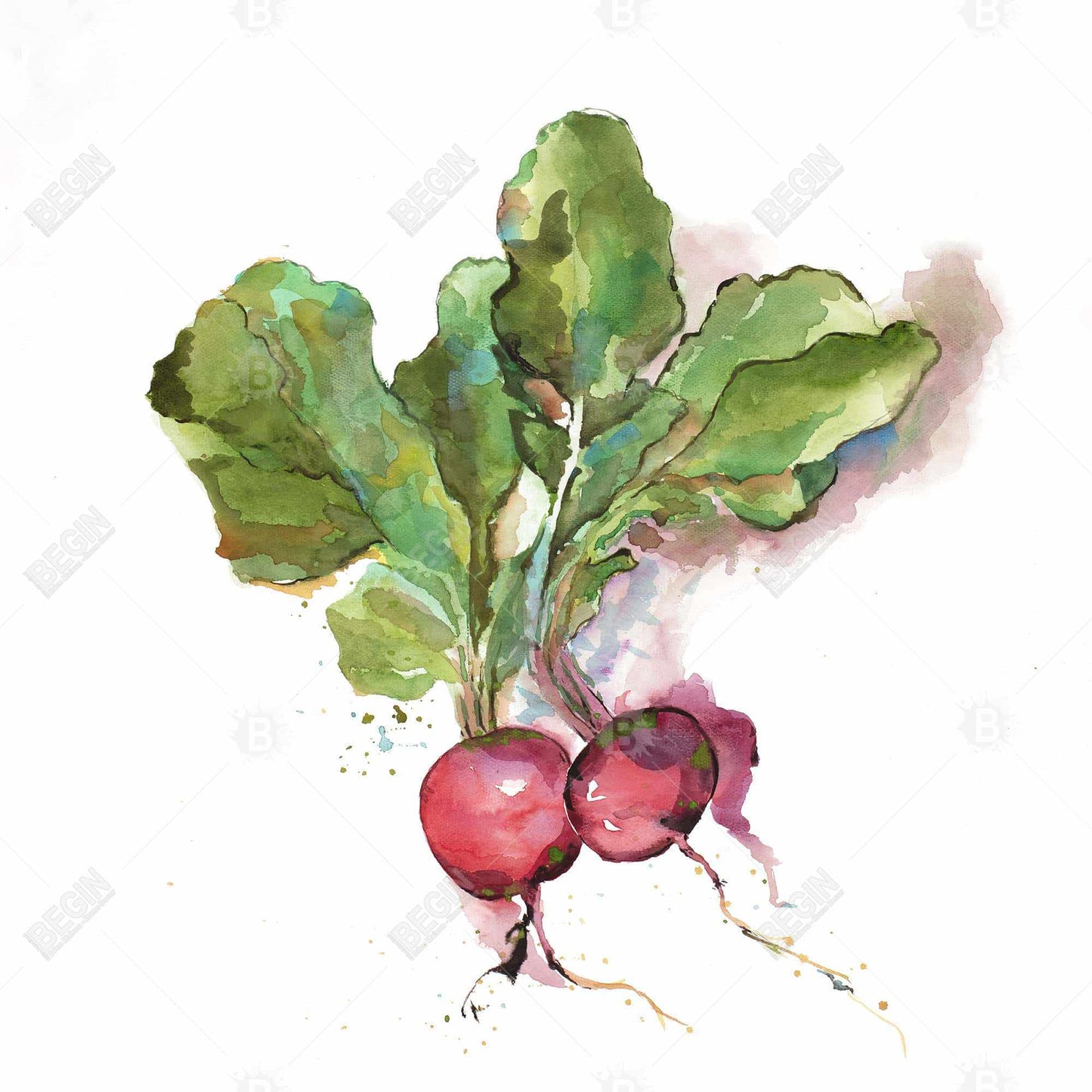 Watercolor Radish Framed Canvas | Kitchen Decor Wall Art
