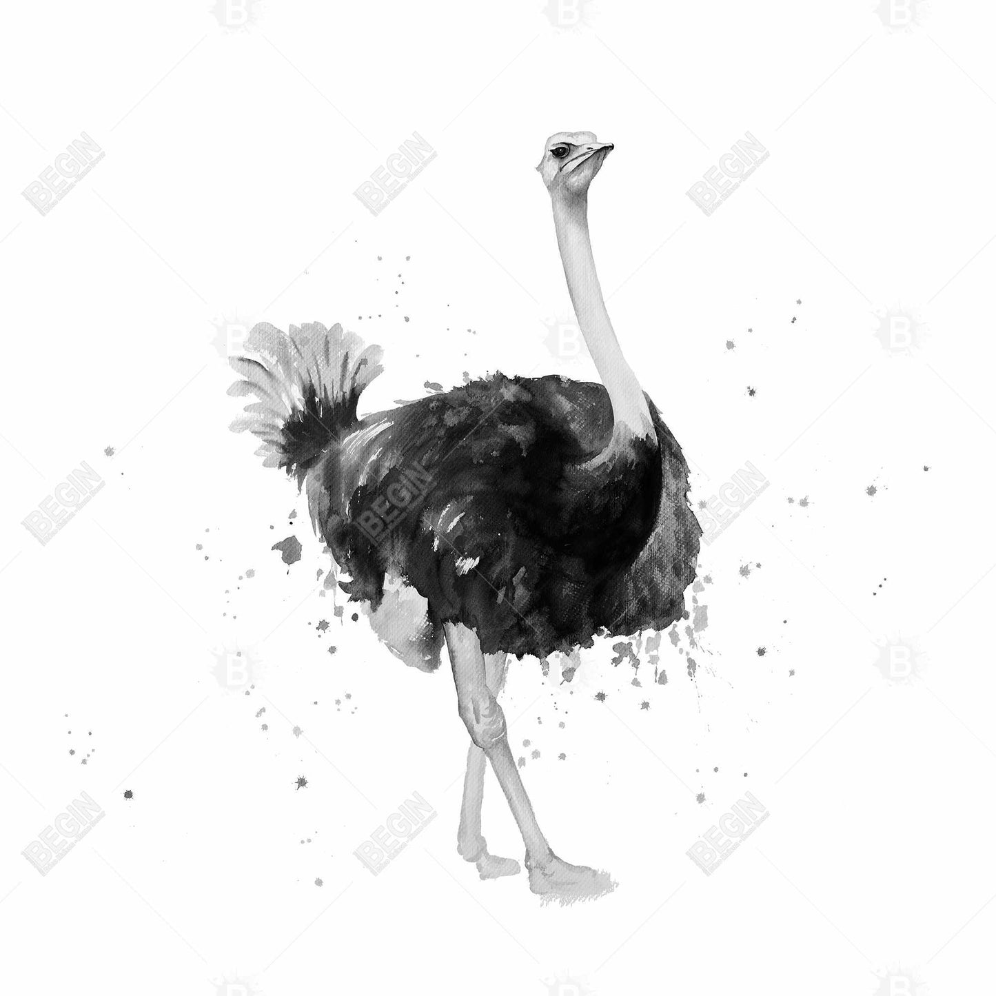 Proud Ostrich Canvas | Exotic Bird Bedroom Wall Art Decor