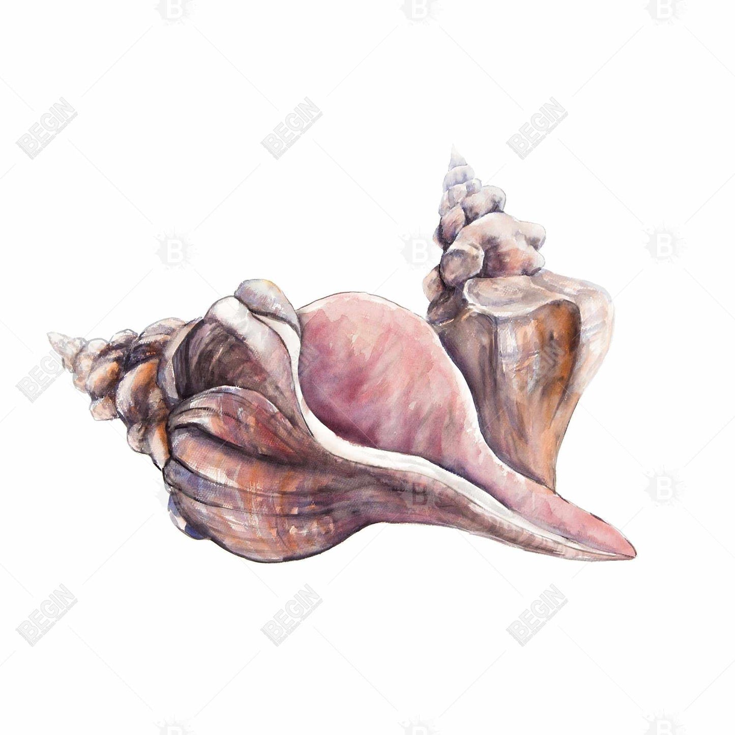 Sea Pink Horse Conch Seashells Canvas | Coastal Home Decor