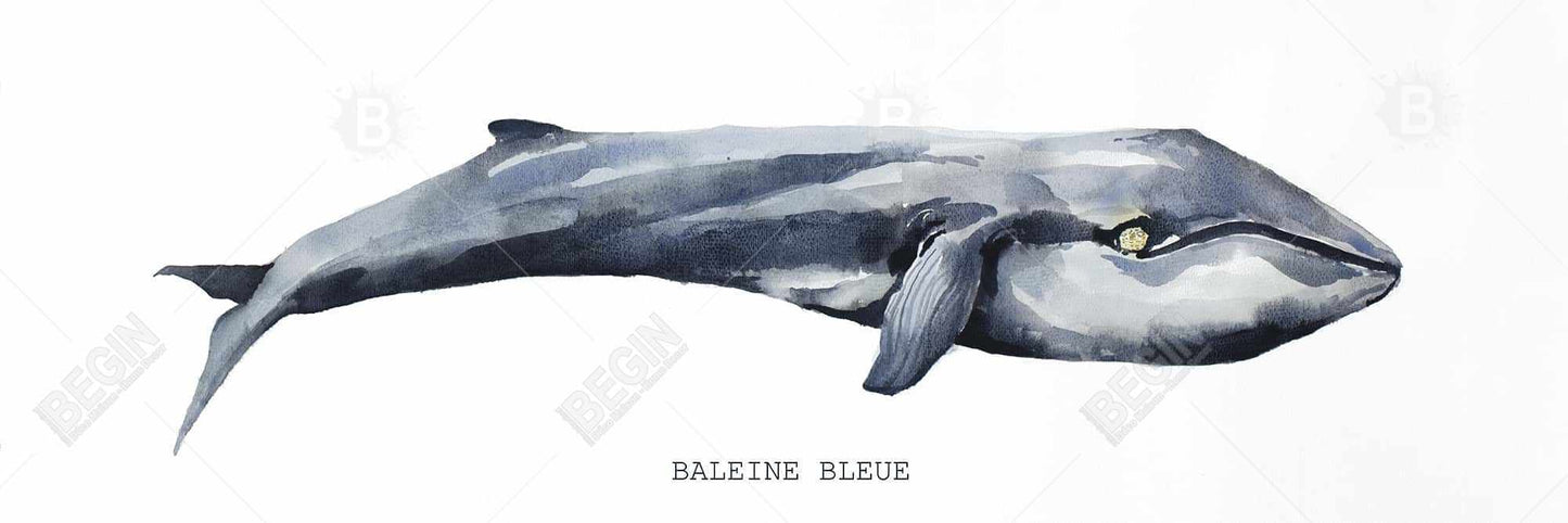 Whale Marine Blue Canvas | Aquatic Animals Home Decor Art