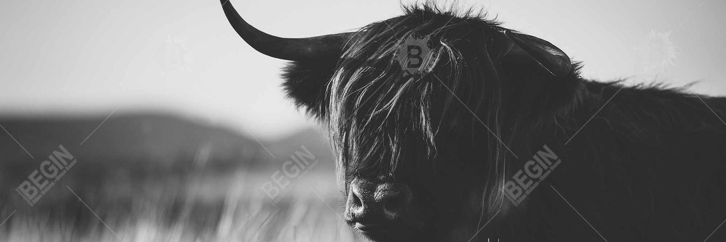 Beautiful Monochrome Highland Cow Canvas | Bedroom Farm Decor
