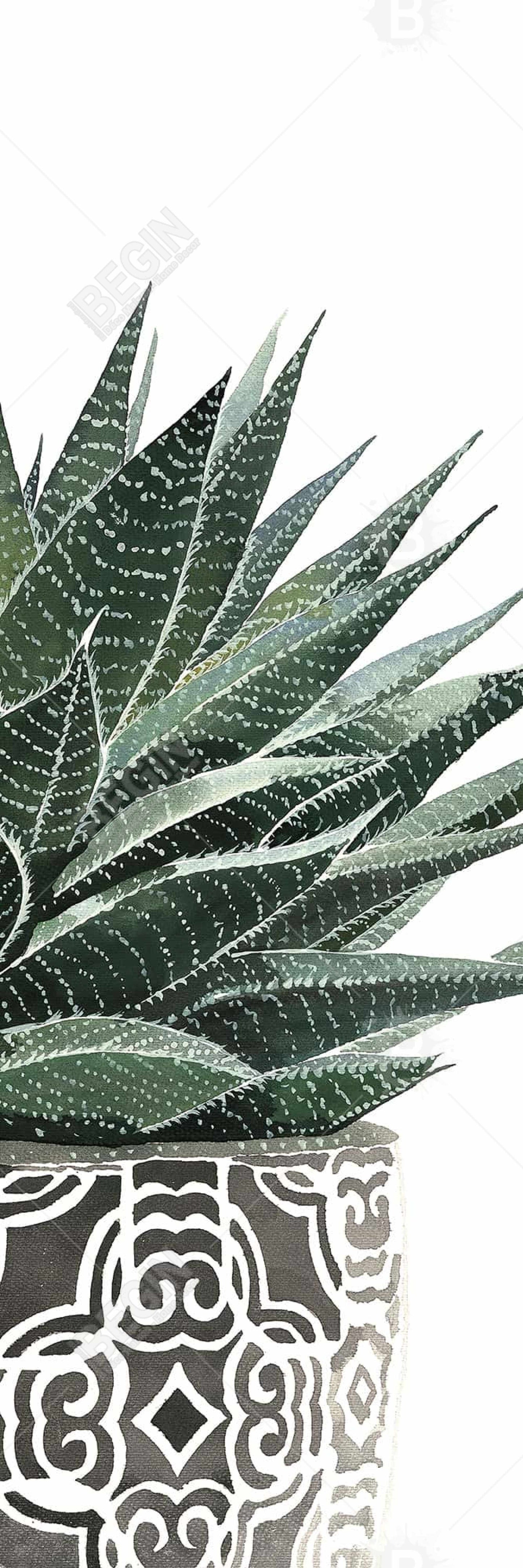 Zebra Plant Succulent Canvas - Botanical Bedroom Wall Art
