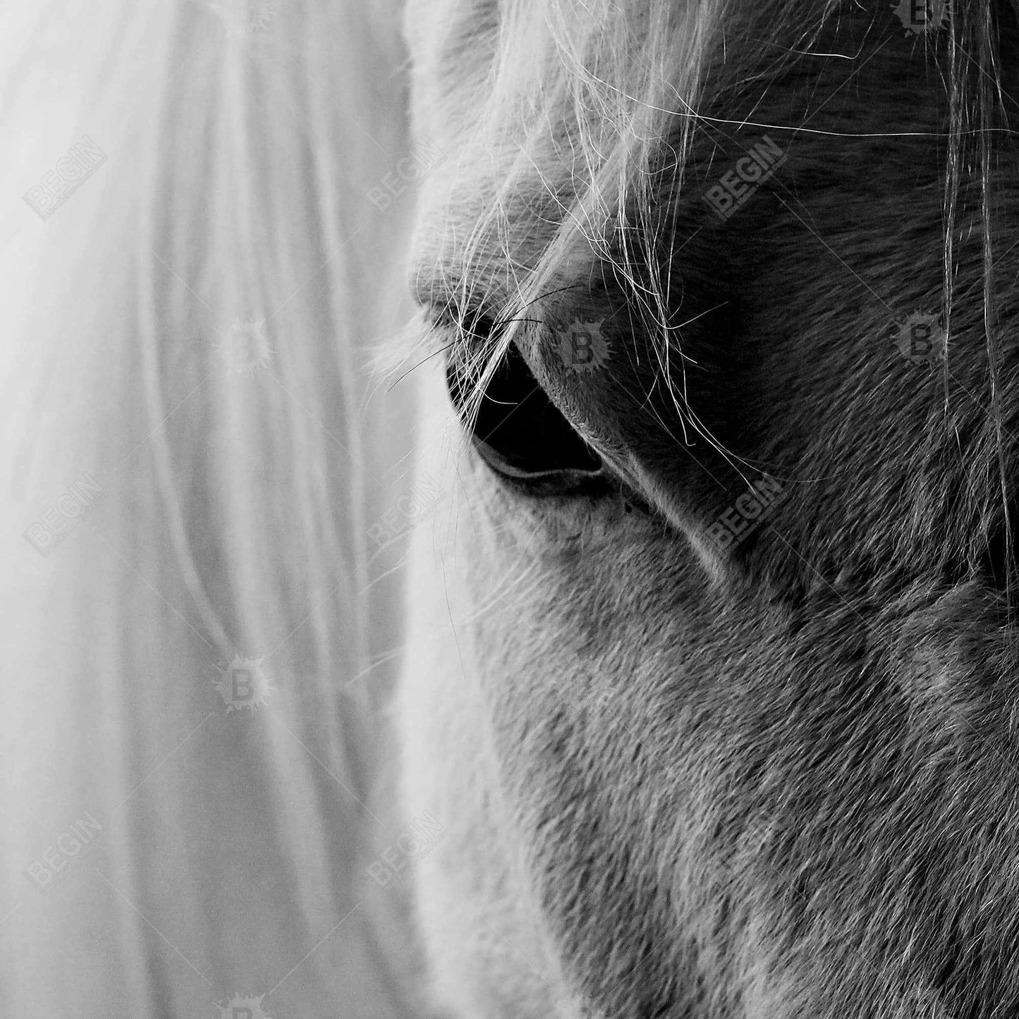 White Horse Eye Canvas | Farm Animal Gray Decor Wall Art