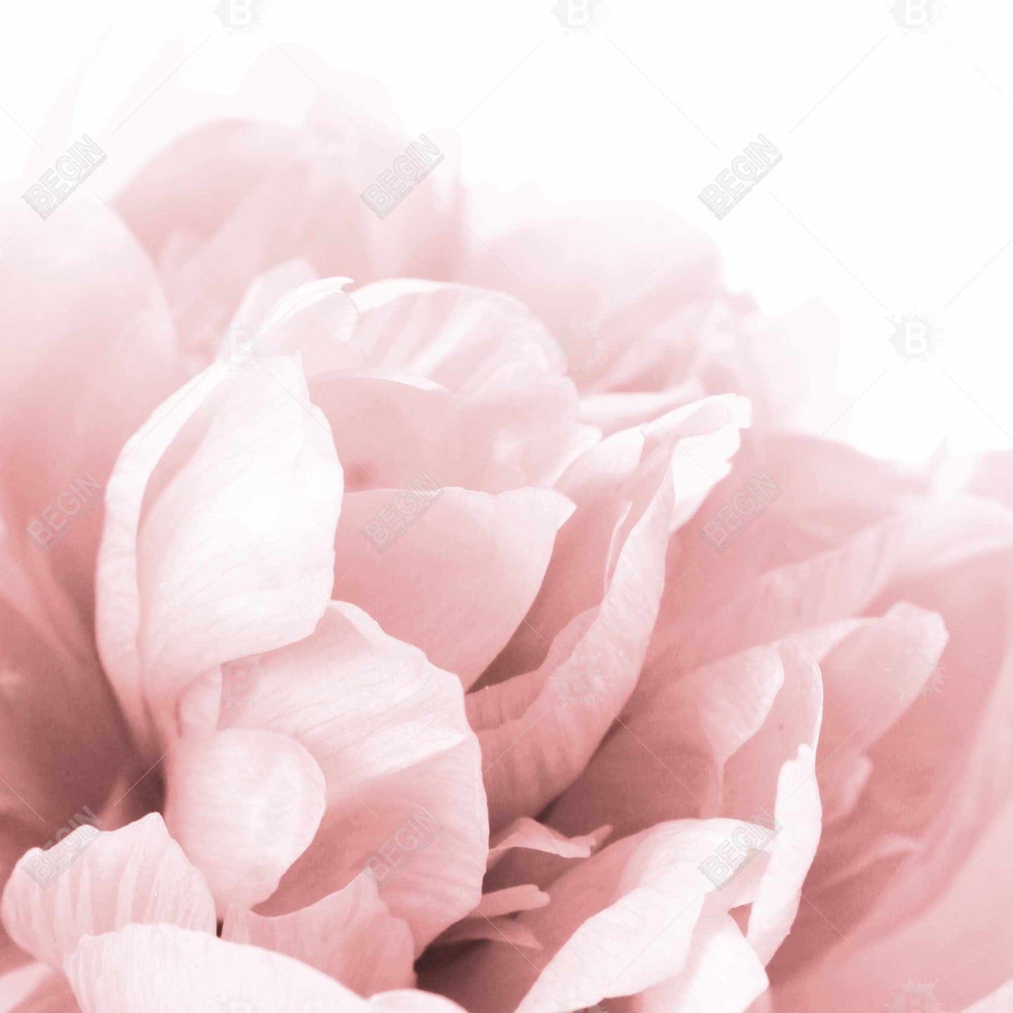 Romantic Pink Peony Flower Dream Canvas | Bedroom Home Decor