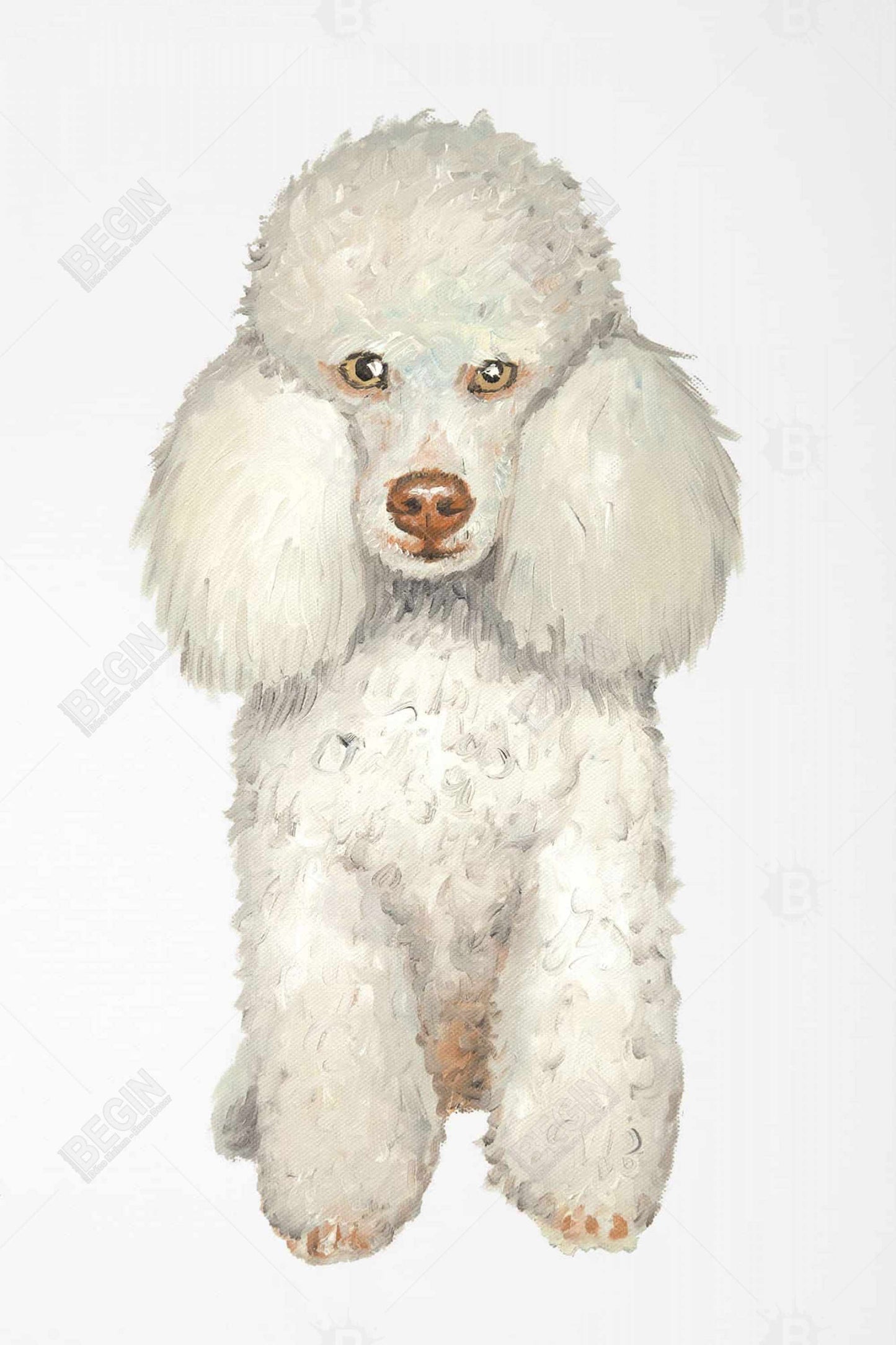 White French Poodle Framed Canvas - Home Decor Illustrations