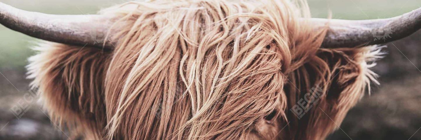 Desaturated Highland Cow Canvas - Brown Farm Animal Decor