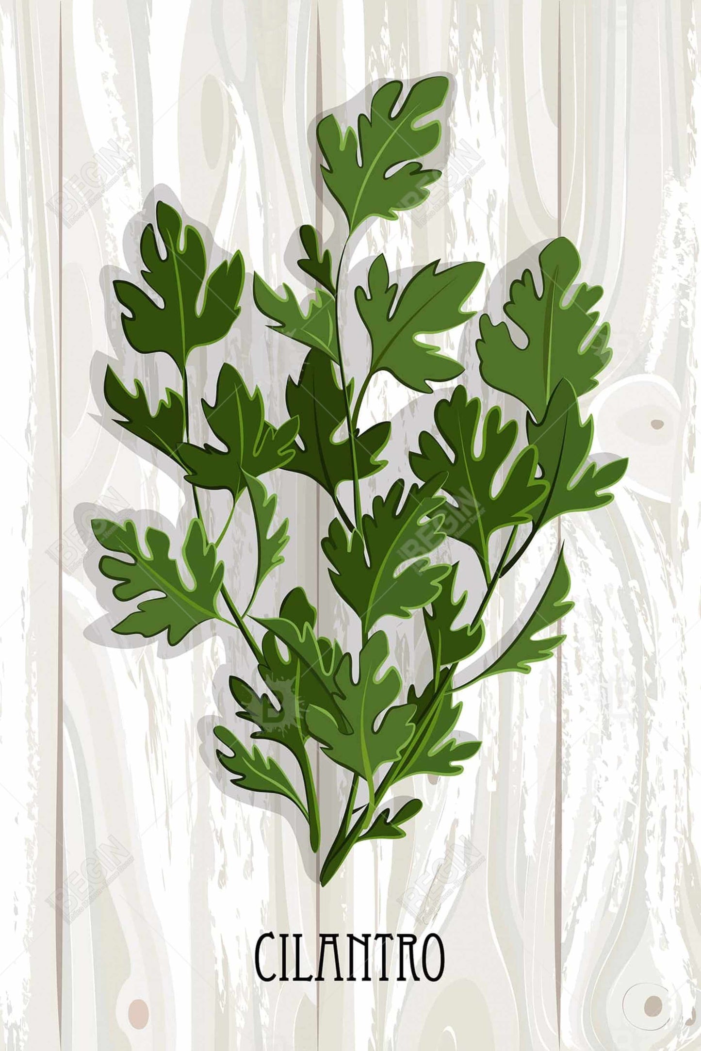 Coriandre sur toile botanique en bois - Décoration murale de cuisine