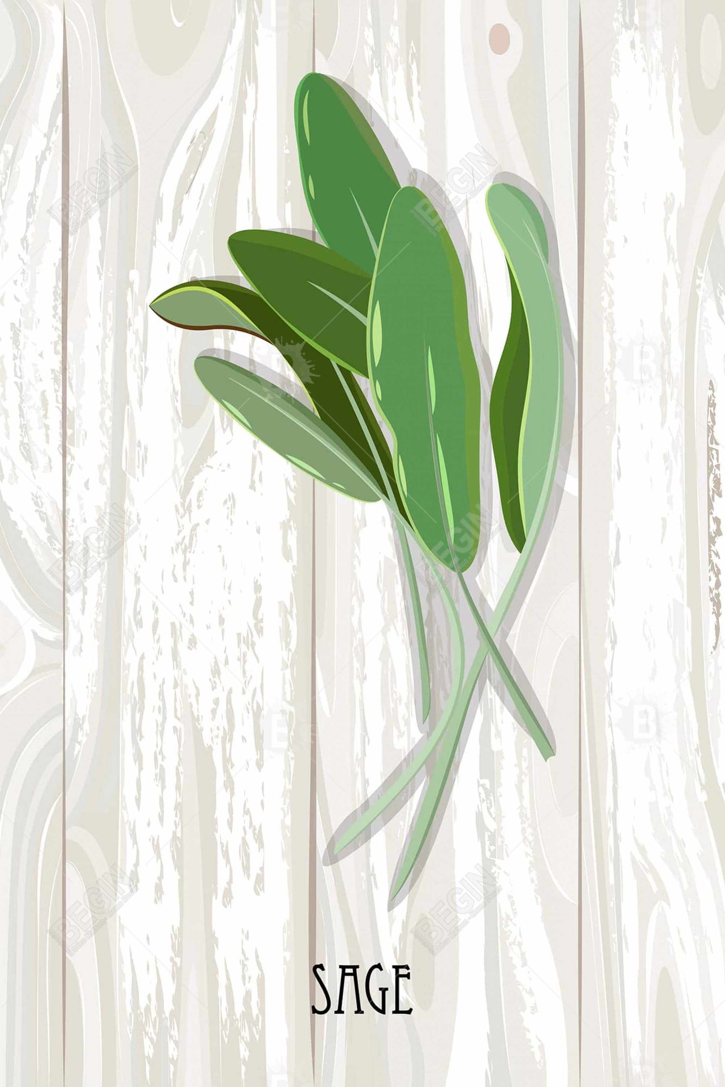 Toile botanique « Sauge sur bois » | Décoration d'intérieur encadrée grise