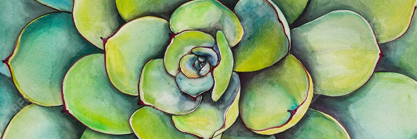 Aquarelle : Plante succulente | Cactus floral vert sur toile