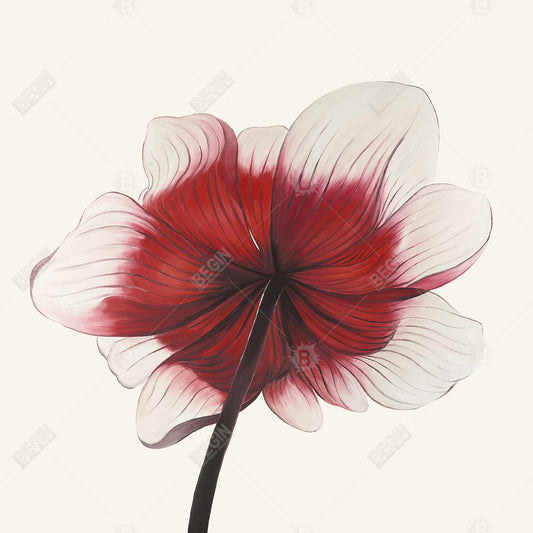 Black Botanical Anemone Red Flower Canvas - Home Decor Art