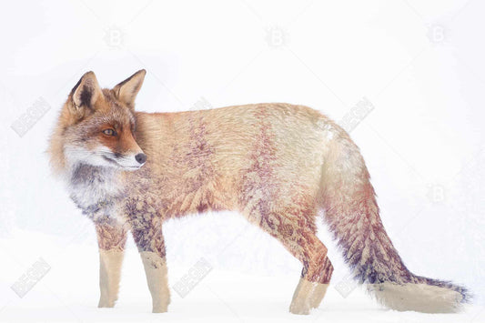 Toile Forêt et Renard - Décoration d'intérieur avec arbres et animaux pittoresques