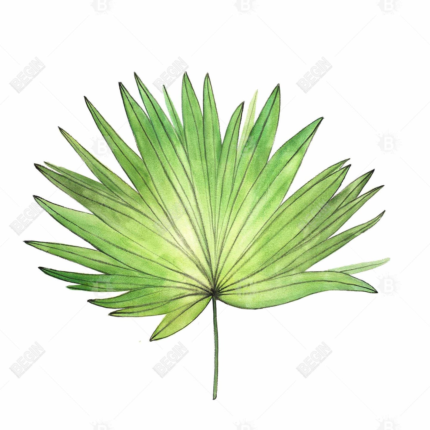 Petticoat Palm Canvas | Scandinavian Floral Home Decor Art