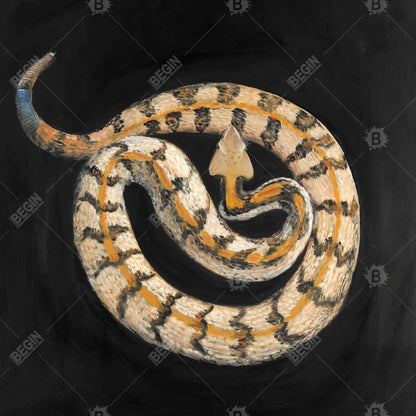 Southern Timber Rattlesnake Canvas | Exotic Reptile Decor