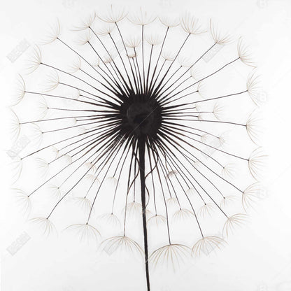 Dandelion Monochrome Framed Canvas | Floral Home Decor