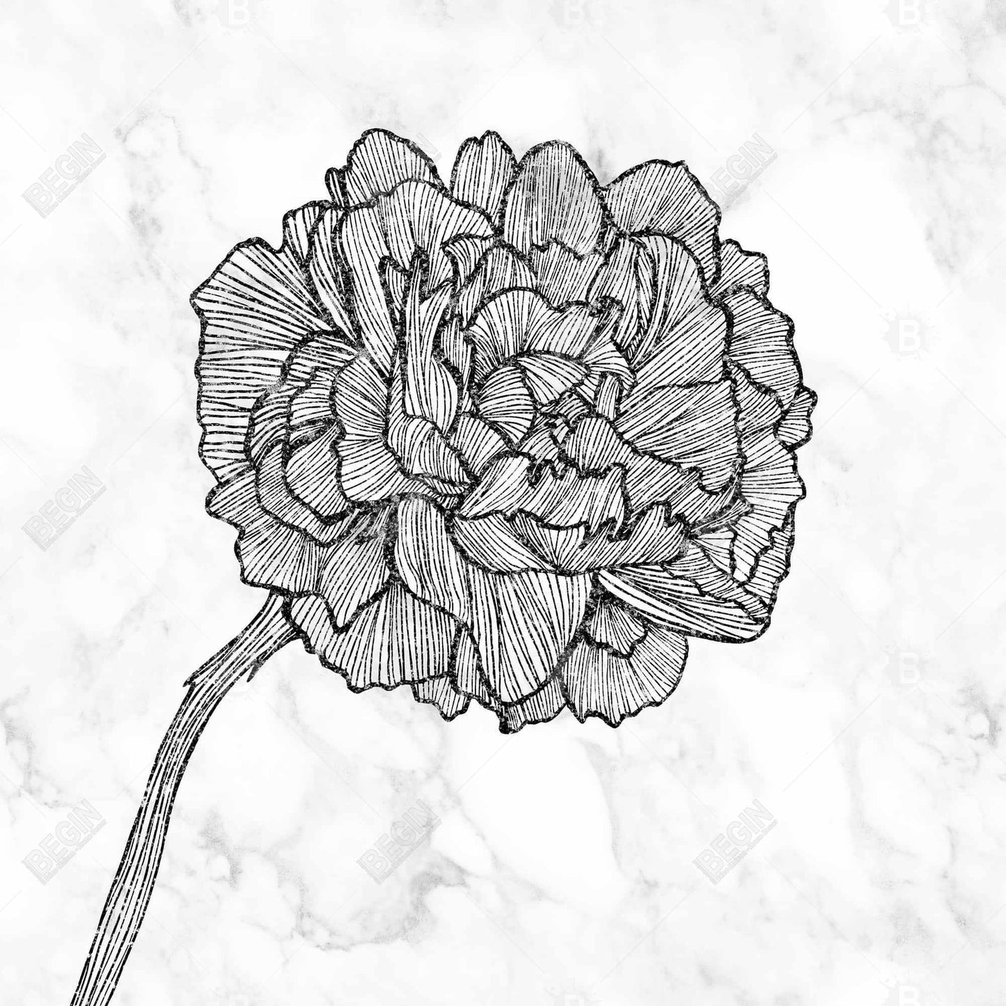 Toile florale pivoine lumineuse - Cadre blanc monochrome