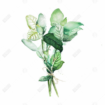 Bouquet de feuilles de basilic attachées | Toile encadrée à feuilles blanches