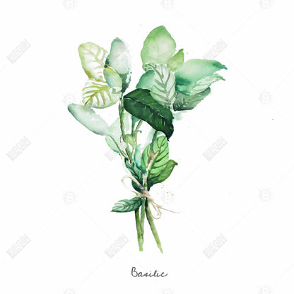 Toile encadrée « Feuilles de basilic attachées » | Décoration de cuisine et d'intérieur