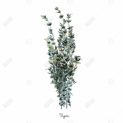 Thyme Leaves Bundle Illustrative Kitchen Canvas | Home Decor