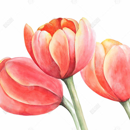 Three Tulips Closeup Canvas | Yellow Flower Bedroom Decor