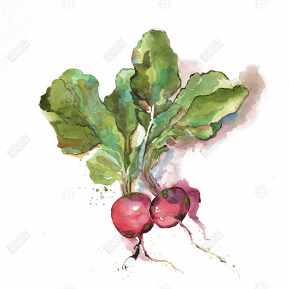 Watercolor Radish Framed Canvas | Kitchen Decor Wall Art