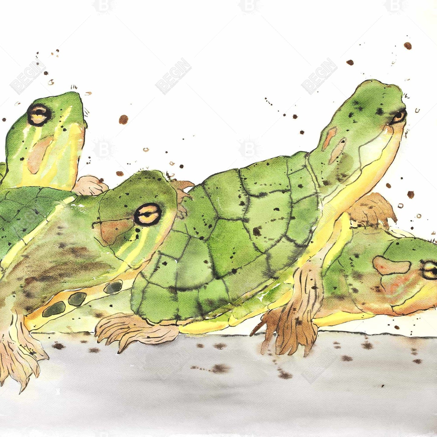 Small Aquatic Turtles Canvas | Brown Home Decor Art