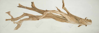 Toile encadrée représentant des arbres en bois flotté et un paysage marin côtier, décoration d'intérieur