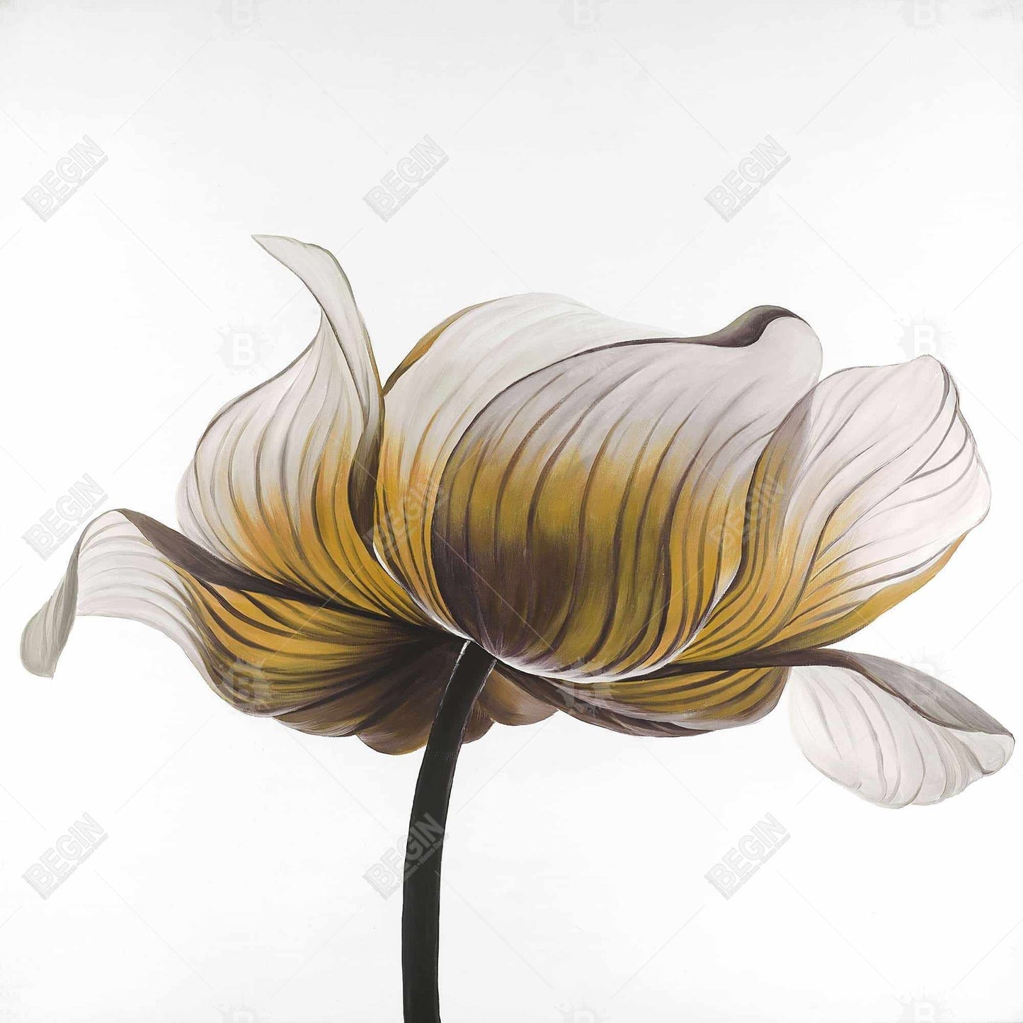Yellow Anemone Flower Canvas - White Floral Home Decor