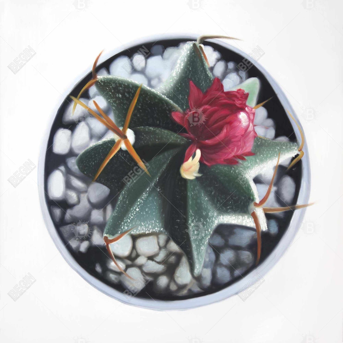 Cactus en pot – Toile encadrée botanique blanche pour décoration intérieure