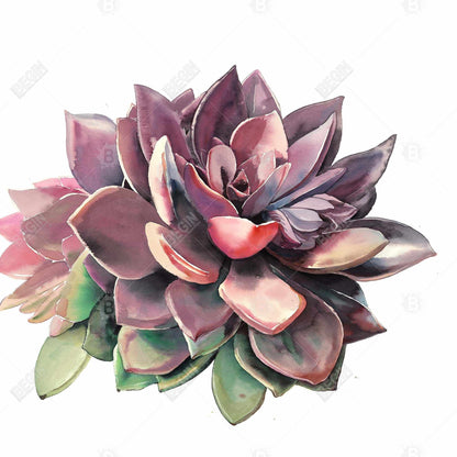 Toile encadrée succulente | Décoration botanique exotique pour la maison