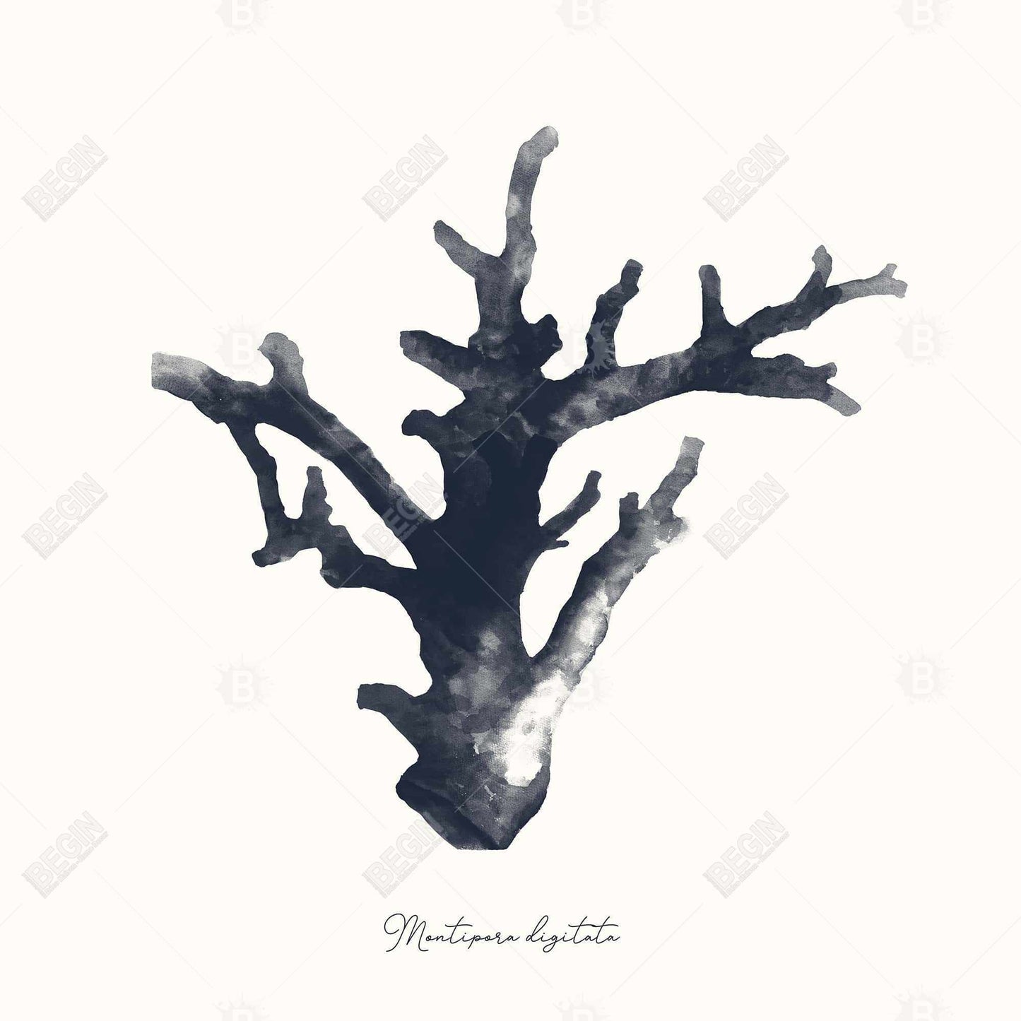 Blue Coastal Marine Canvas | Montipora Digitata Home Decor