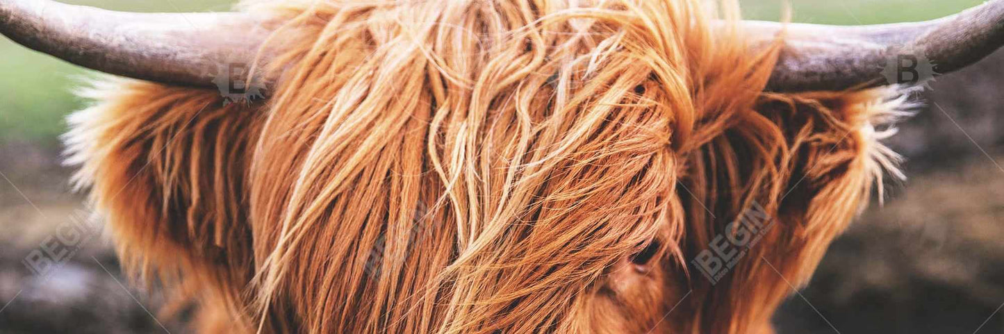 Toile représentant une vache des Highlands | Décoration de chambre avec animaux de la ferme