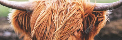 Toile représentant une vache des Highlands | Décoration de chambre avec animaux de la ferme