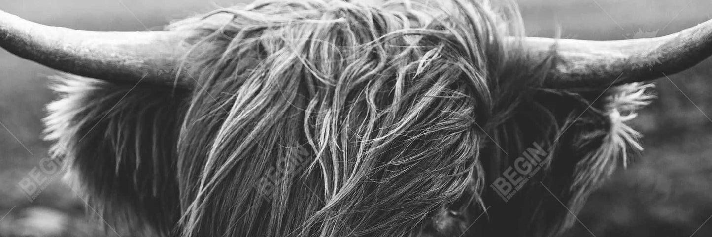 Toile monochrome représentant une vache des Highlands - Décoration de salon encadrée blanche