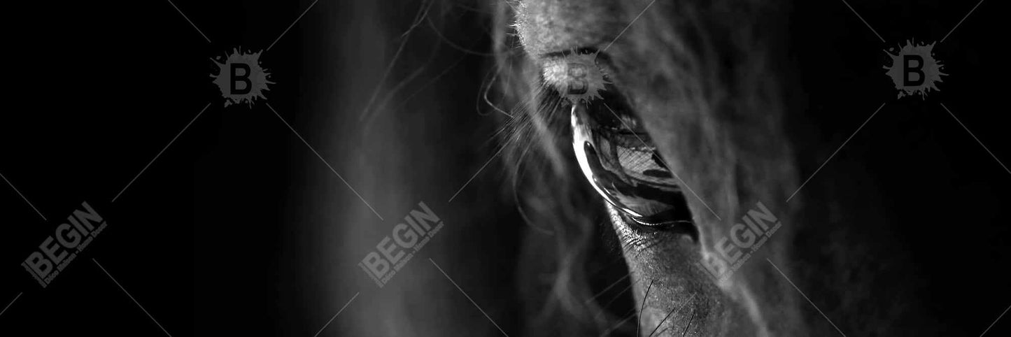 Black Horse Framed Canvas | Farm Animal Living Room Decor