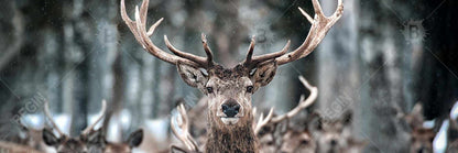 Rustic Stags Canvas - Farm Animal Wall Art for Home Decor