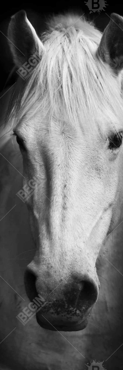 Toile encadrée Cheval monochrome | Décor animaux de la ferme blancs