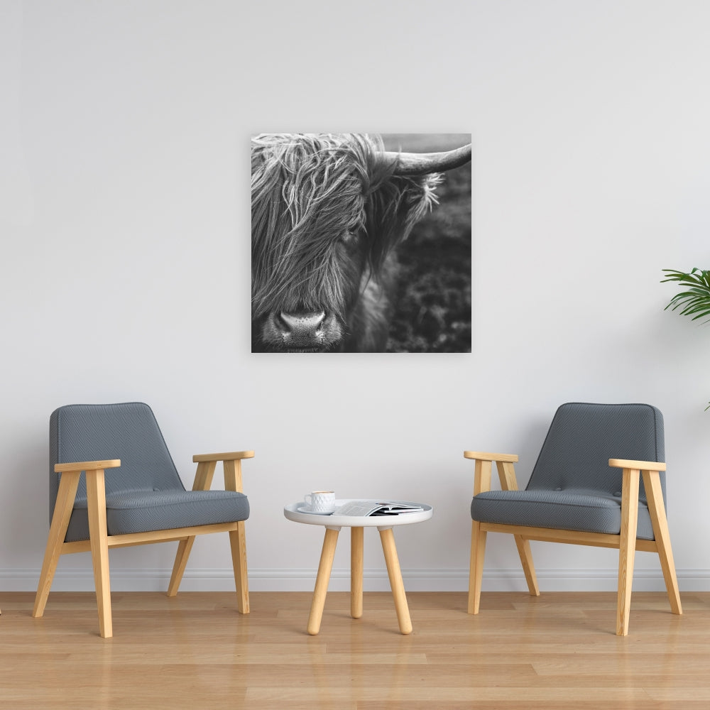Monochrome Highland Cow Canvas | White Living Room Decor