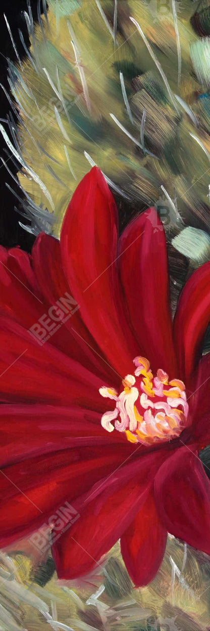 Fleur de cactus rouge Echinopsis | Toile décorative encadrée noire