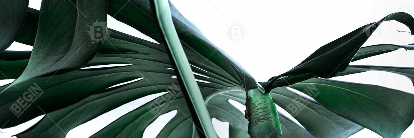 Décor de toile encadrée botanique exotique Monstera Deliciosa