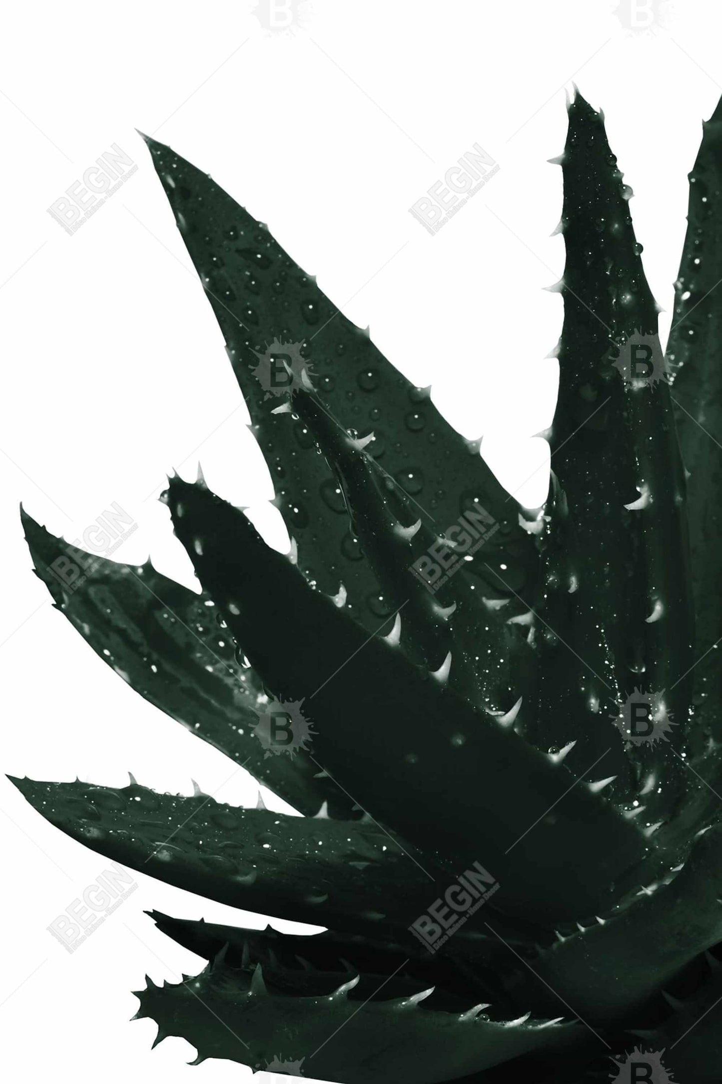 Toile représentant une plante exotique d'aloès vert | Décoration murale pour chambre