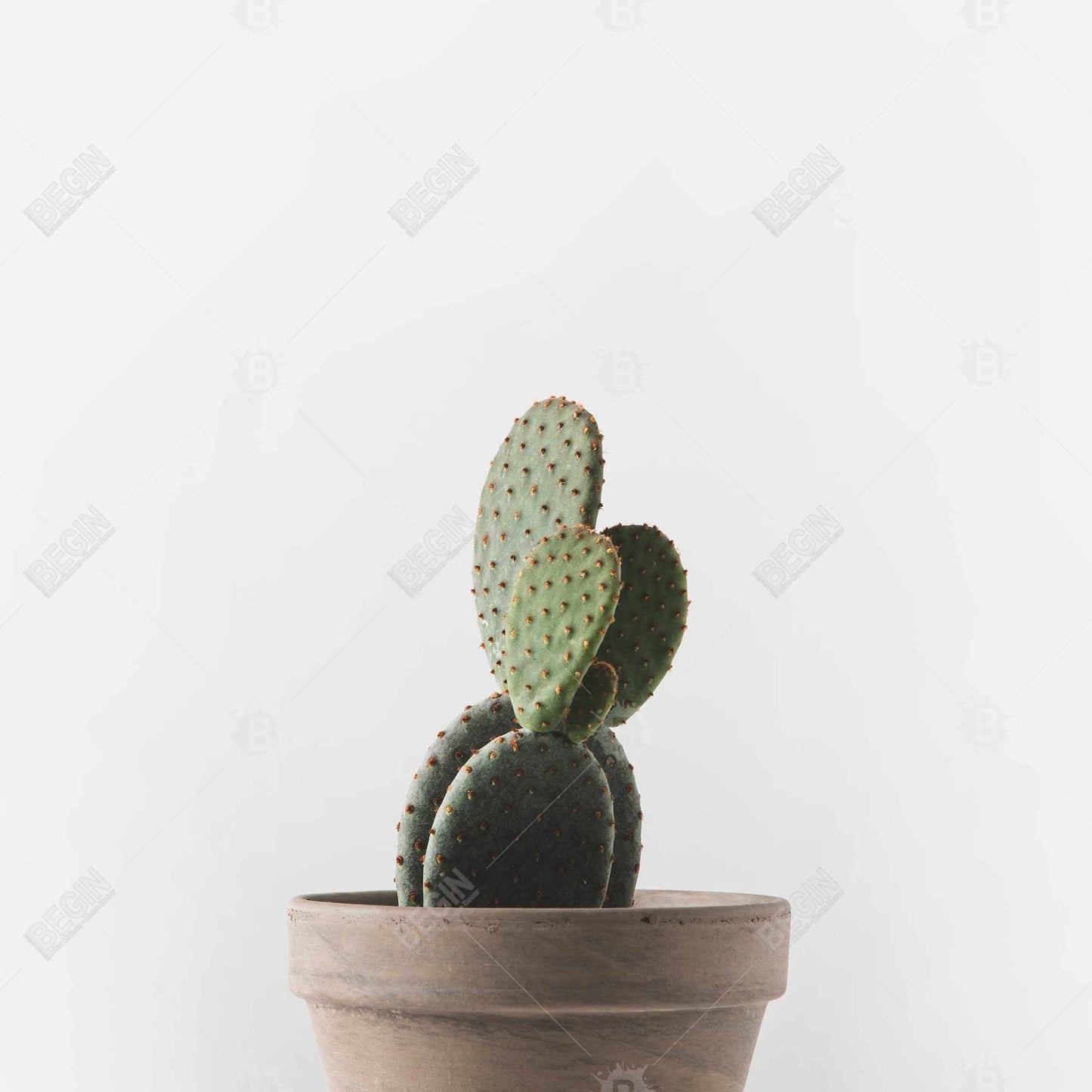 Potted Cactus Canvas | Exotic Botanical Bedroom Wall Art Decor